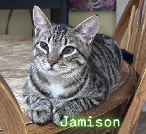 picture of the cat needing adoption