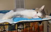 Bentley - Photo 8