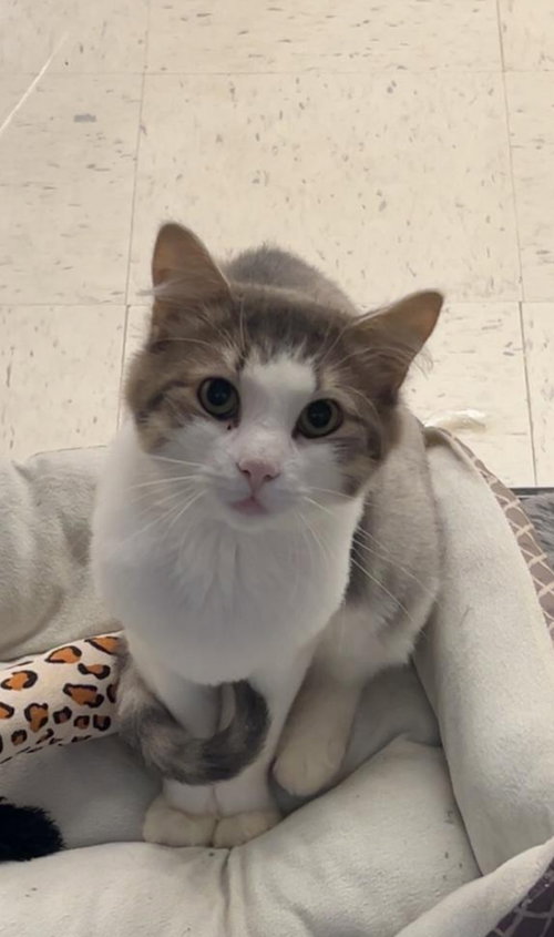 BENTLEY - Domestic Short Hair available for adoption