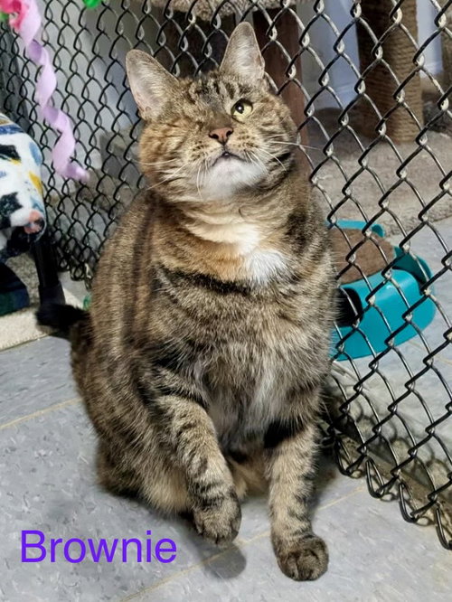Brownie, Senior Torbie / Mixed (medium coat), cat for adoption in Kearny, New Jersey
