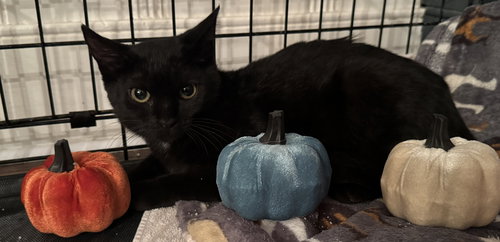 picture of the cat needing adoption