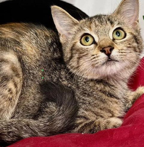 JOSIE - Domestic Short Hair / Tabby available for adoption