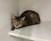 Josie - Photo 5