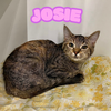 Josie - Photo 3