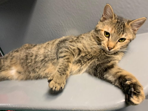JOSIE - Domestic Short Hair / Tabby available for adoption