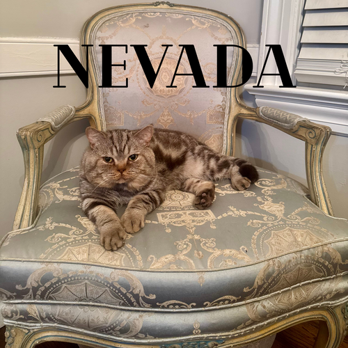 picture of the cat needing adoption
