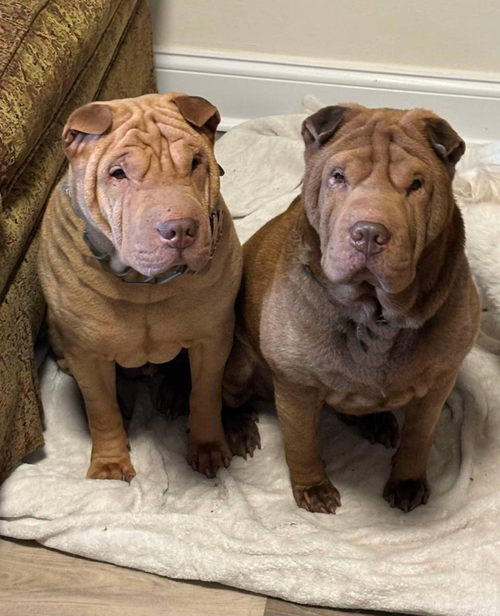 picture of the dog needing adoption