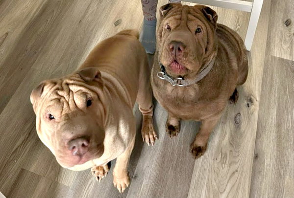 Titus and Panda--Bonded Pair