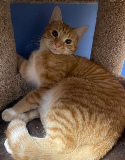 picture of the cat needing adoption