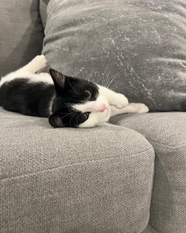 Spot
