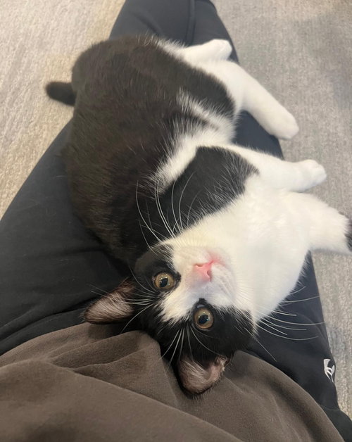 picture of the cat needing adoption