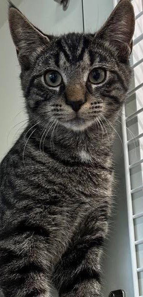 picture of the cat needing adoption