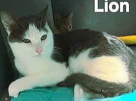 picture of the cat needing adoption
