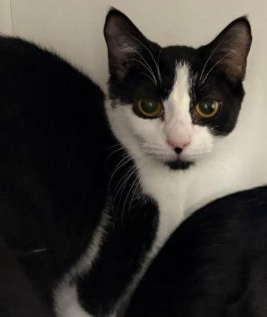 WISCONSIN - Domestic Short Hair available for adoption