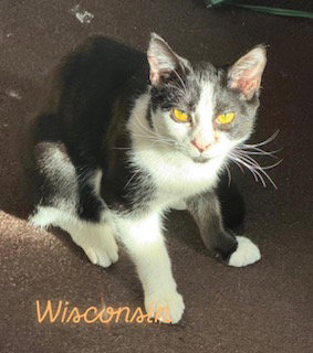 WISCONSIN - Domestic Short Hair available for adoption