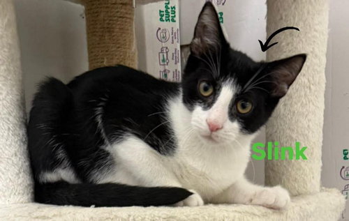 picture of the cat needing adoption