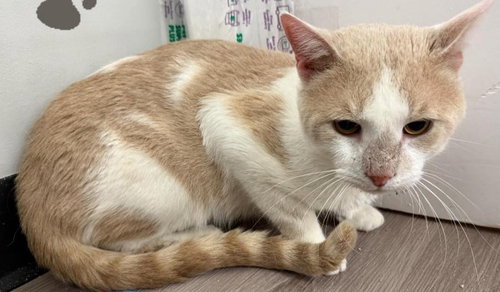 picture of the cat needing adoption