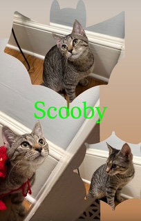 picture of the cat needing adoption
