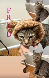 picture of the cat needing adoption