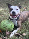 Roxy - Photo 3
