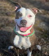 Roxy - Photo 5