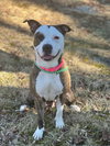 Roxy - Photo 6