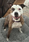 Roxy - Photo 2