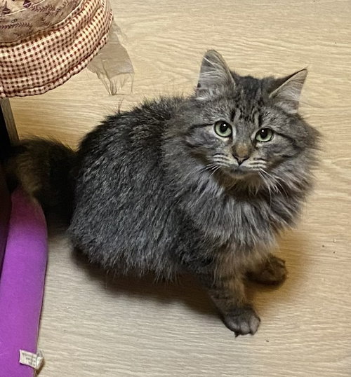 picture of the cat needing adoption