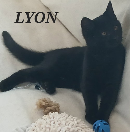 picture of the cat needing adoption
