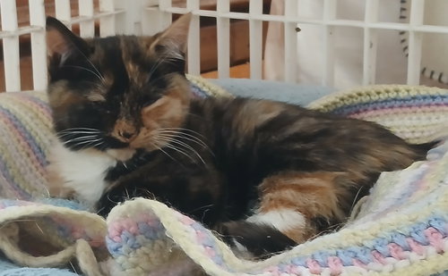picture of the cat needing adoption