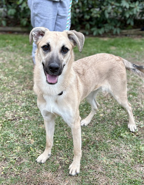 picture of the dog needing adoption
