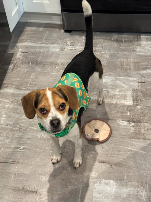 picture of the dog needing adoption