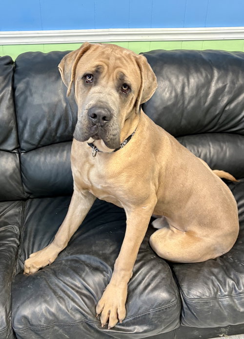 picture of the dog needing adoption