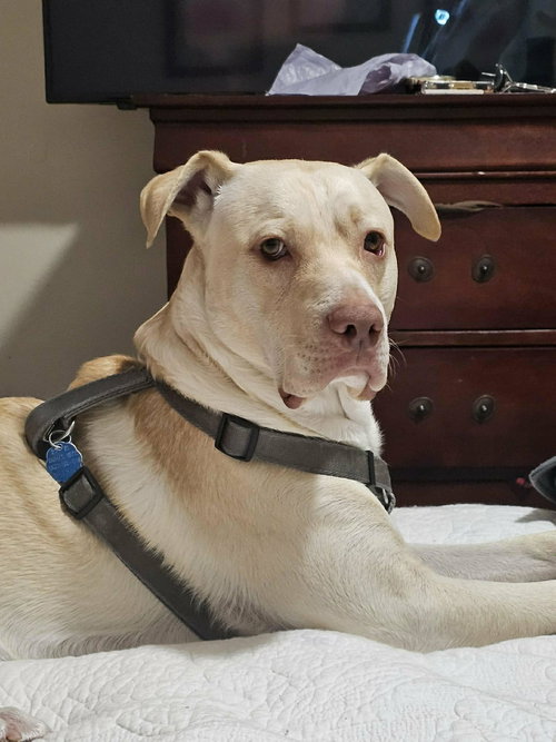 picture of the dog needing adoption