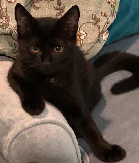 picture of the cat needing adoption