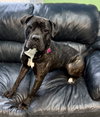 Penny - Photo 3