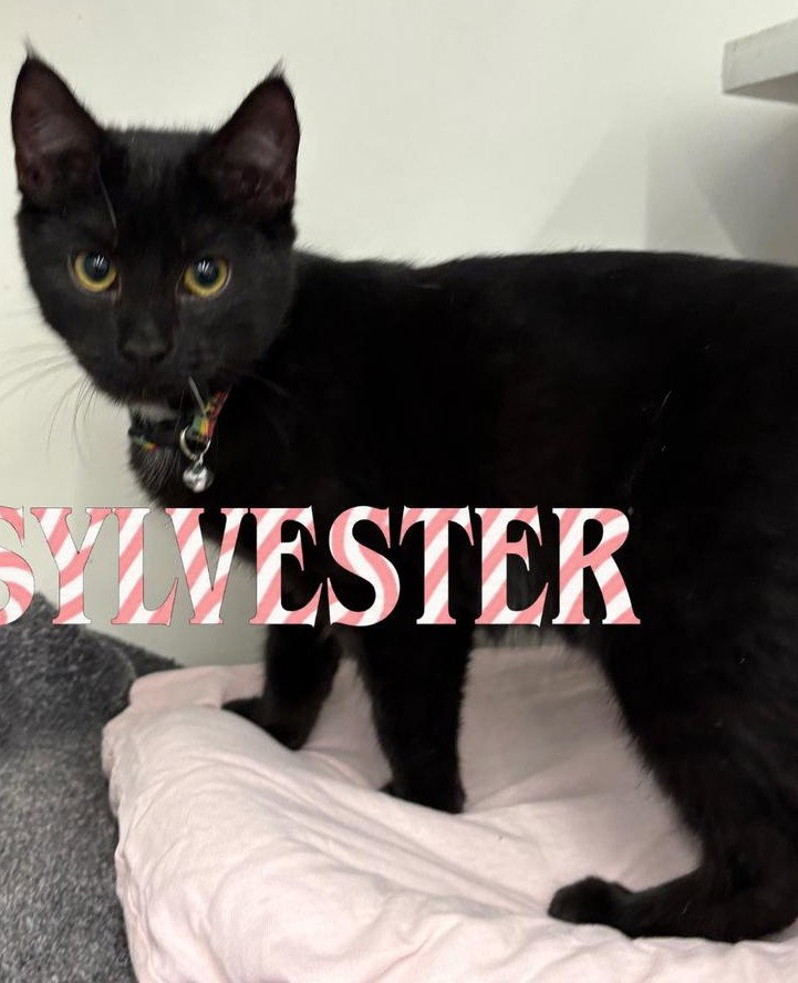 Sylvester