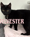Sylvester - Photo 1
