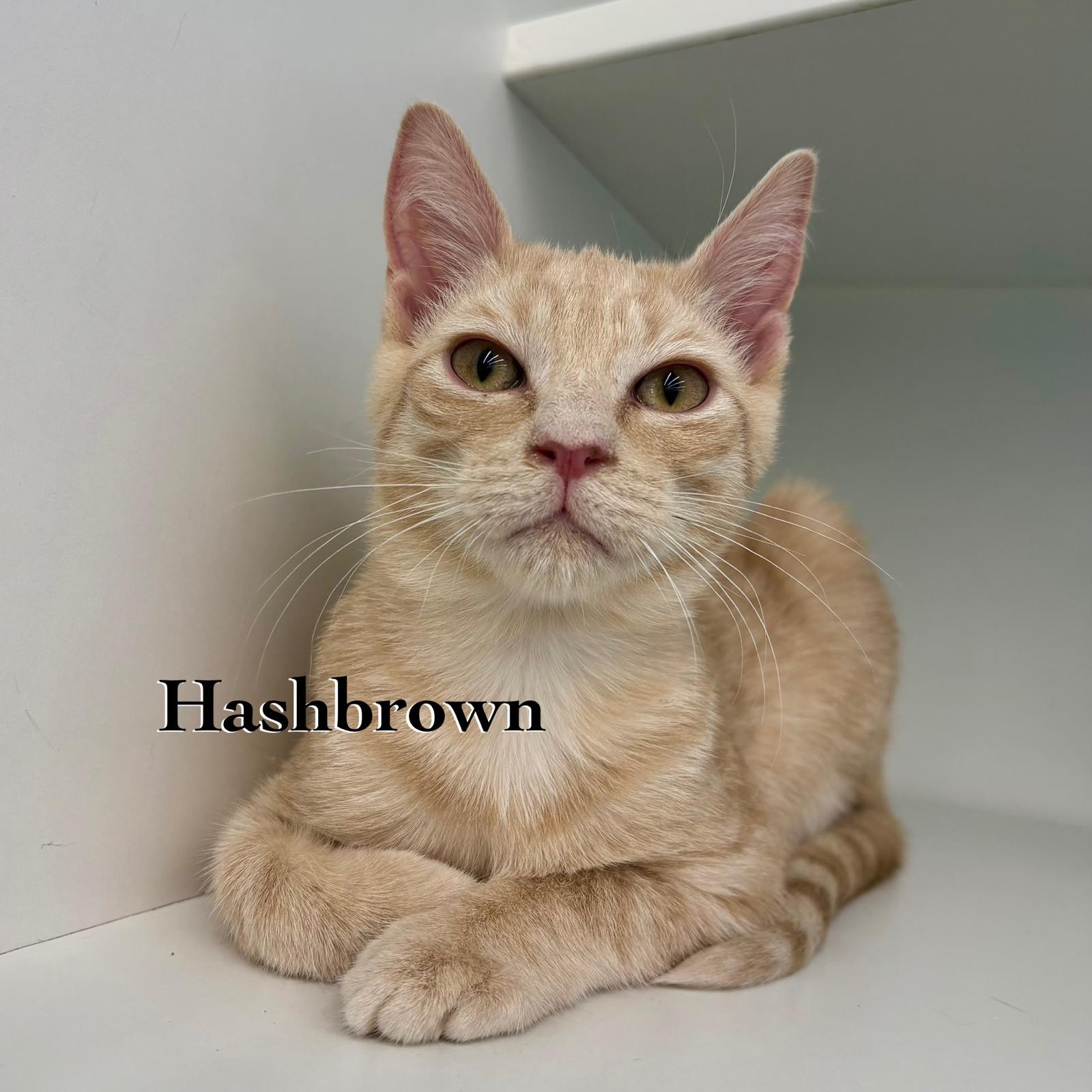 Hashbrown