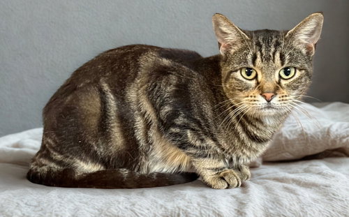 CORUSCANT - Domestic Short Hair available for adoption