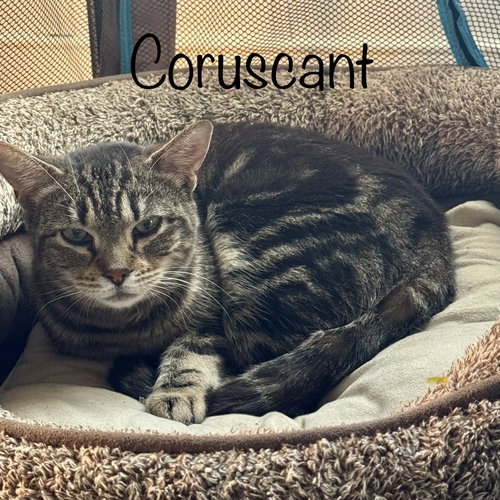 CORUSCANT - Domestic Short Hair available for adoption