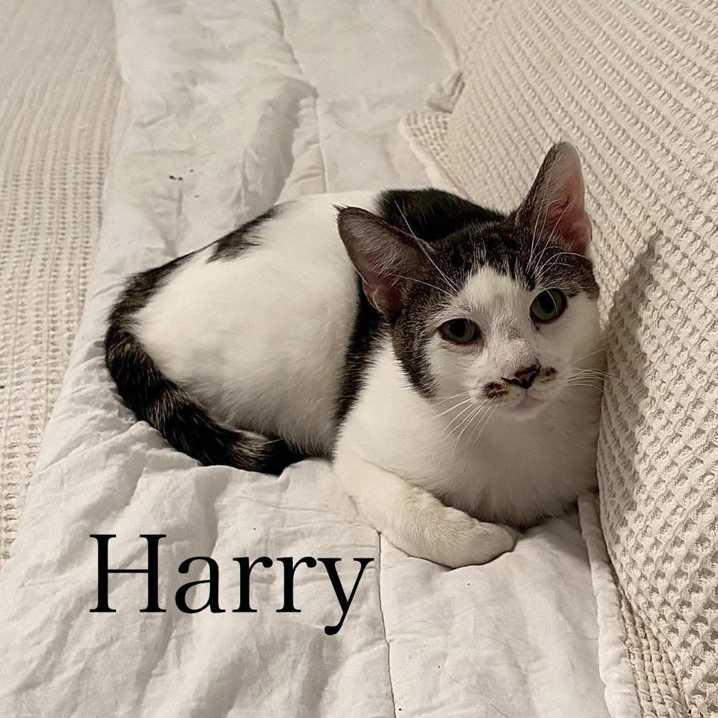 Harry