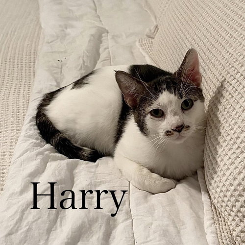 Harry, an adoptable American Shorthair in Spring Lake, NJ