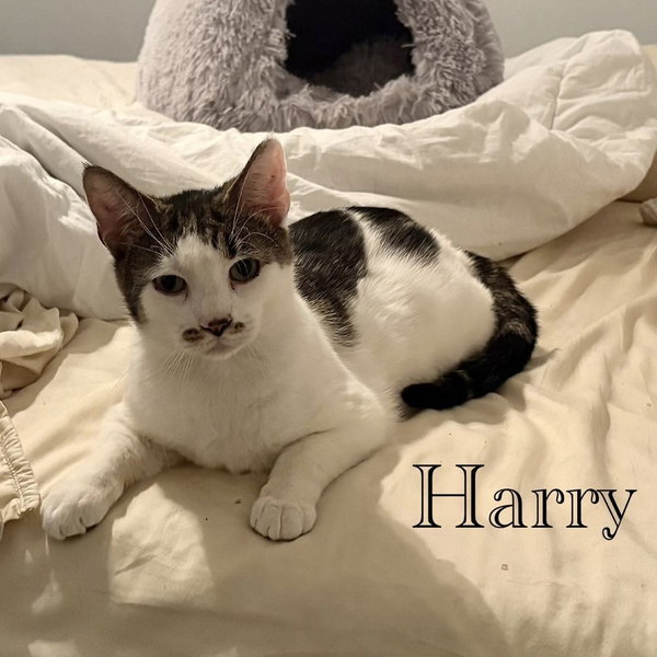Harry