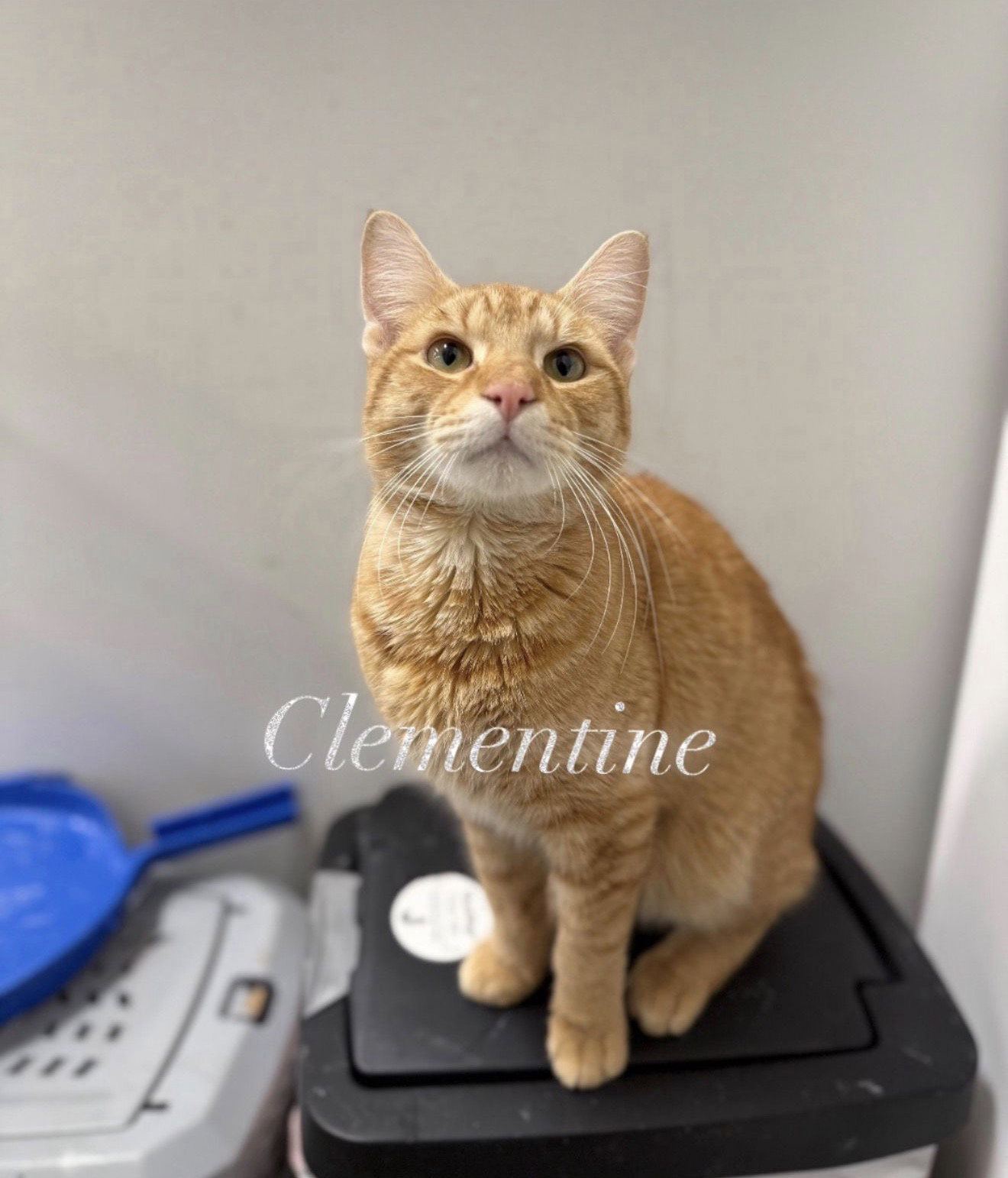 Clementine