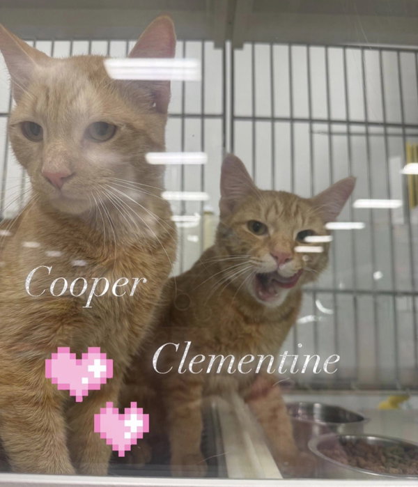 Clementine