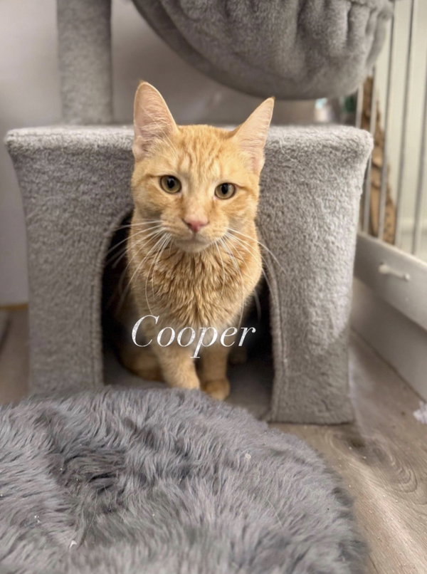 Cooper
