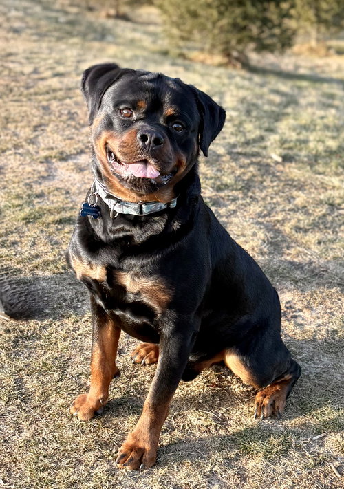 picture of the dog needing adoption