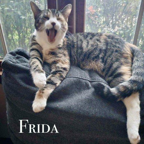 picture of the cat needing adoption