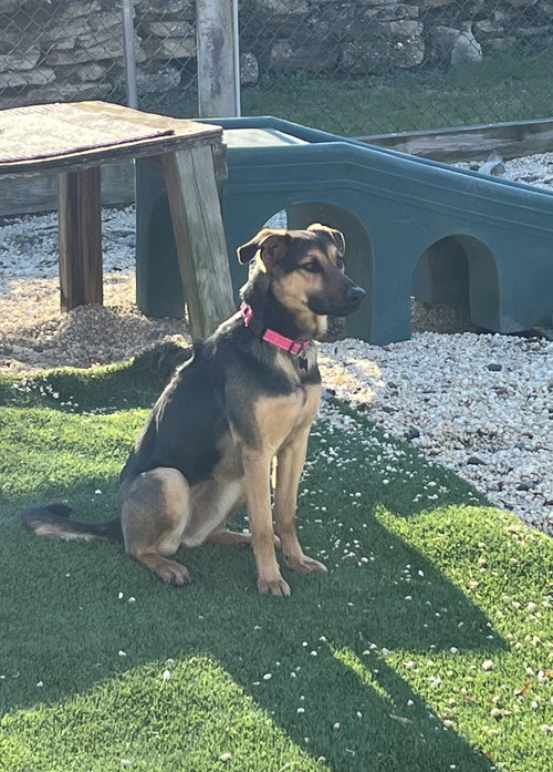 picture of the dog needing adoption